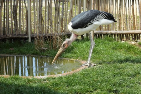 zoo-ohrada-hluboka-nad-vltavou - marabu-africky